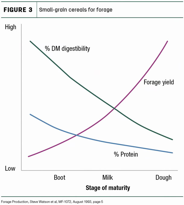Small-grain cereals for forage