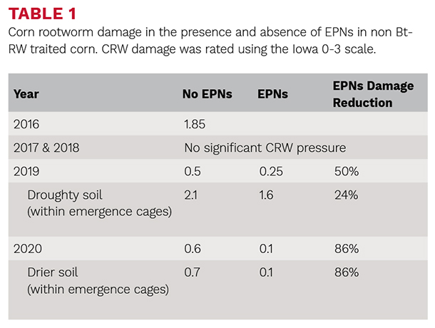 Corn rootworm damage in the presence and absence of EPNs in non Bt-RQ traited corn