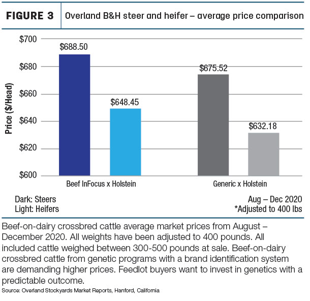 cattle market prices
