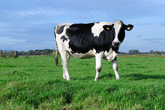 ritchie dairy cow