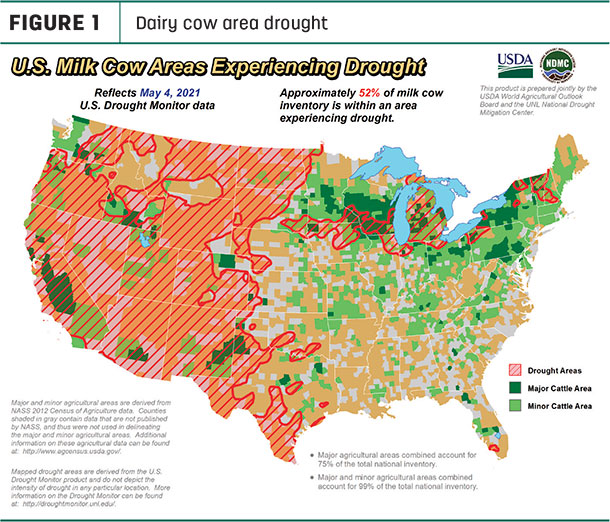 051121 natzke cow drought