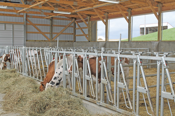 The show barn design includes a bedded pack with drive-through scrape alley
