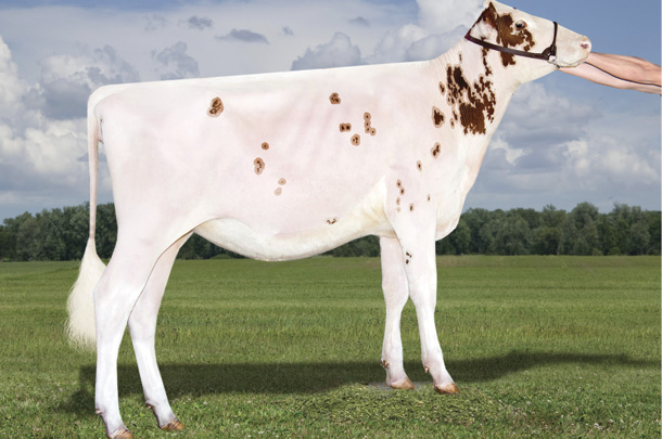 Nobland Addison Dixie-Red Jr. 