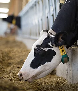 Animal monitoring systems can identify health issues sooner, reducing treatment time, costs, labor and lost production. Photo courtesy of GEA.