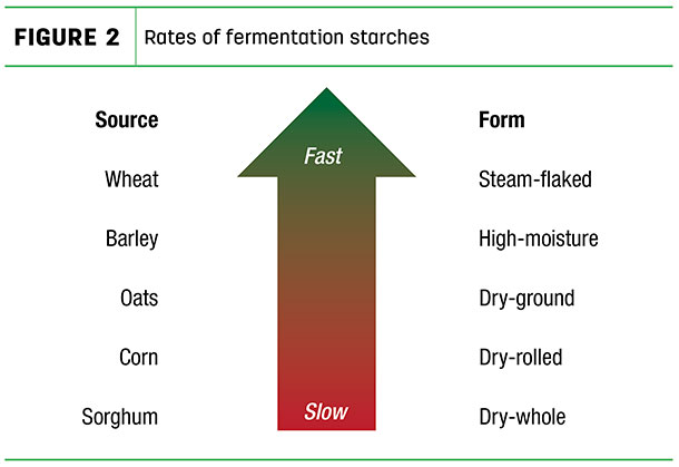 Rates of fermentation starches