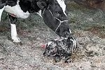 Newborn calf