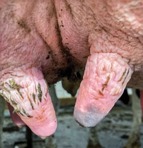 Open lesions from Klebsiella