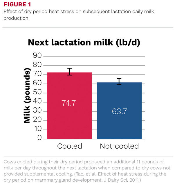 Effect of dry period heat stress on subsequent lactation daily milk production