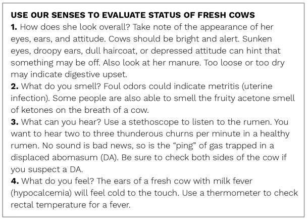 Use our senses to evaluate status of fresh cows