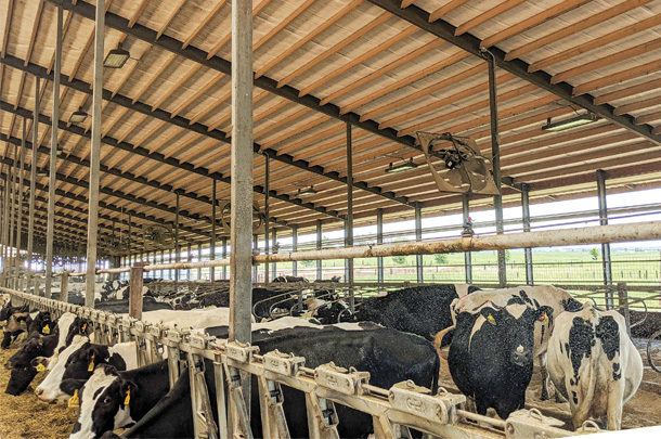 Cattle bunching on dairy farms: Causes and solutions - Progressive Dairy |  Ag Proud