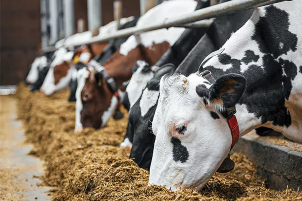 Cows at the feedbunk