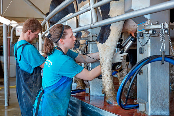 Rotary parlor milking.