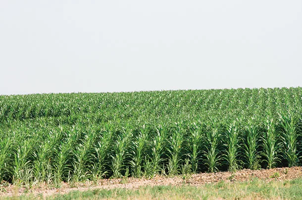 corn field