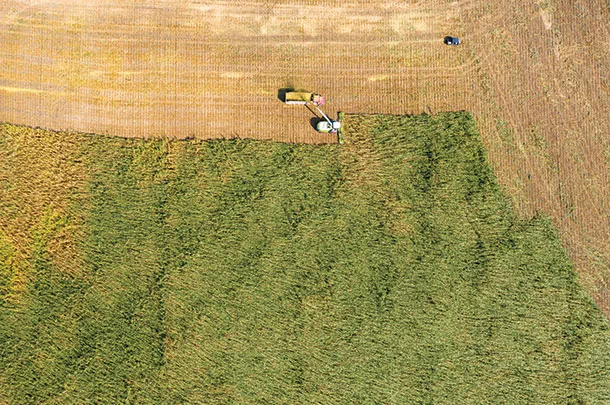 Chopping corn