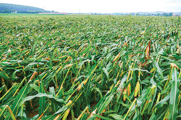 downed corn