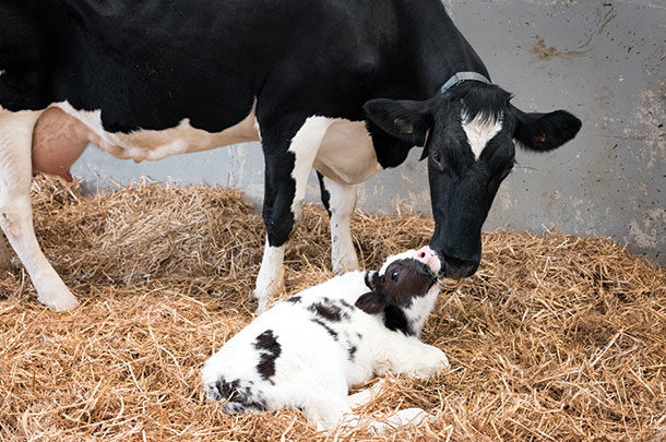 Cow-calf separation: A look at the research and public opinion behind this  practice - Progressive Dairy | Ag Proud