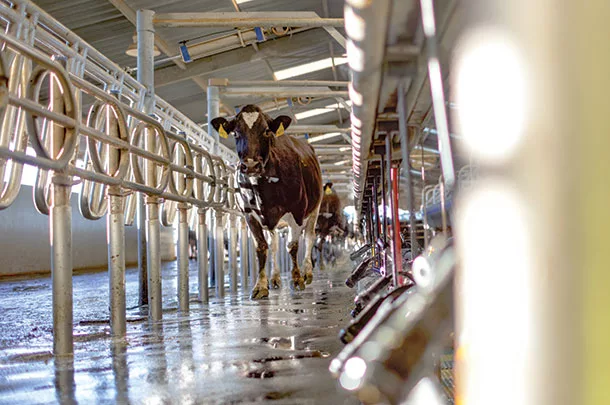 Cow in the barn