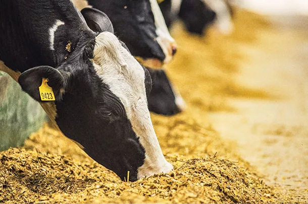 Cows at the feedbunk