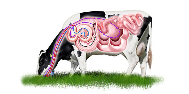 Cow's digestive system