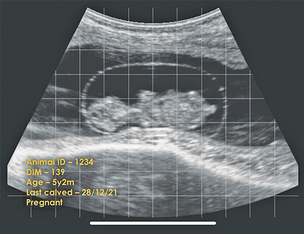IMV Technologies ultrasound scanner