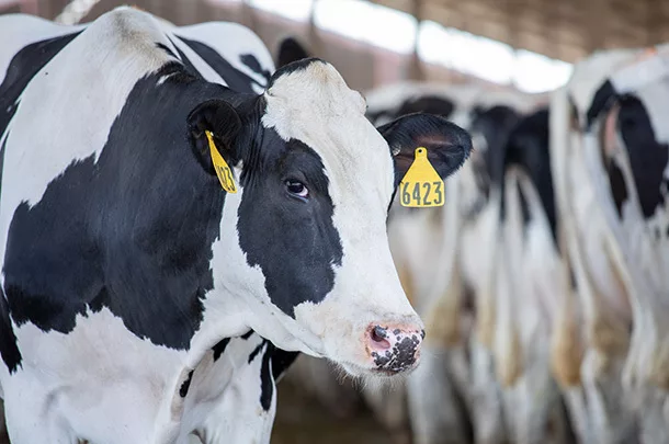 Holstein cow