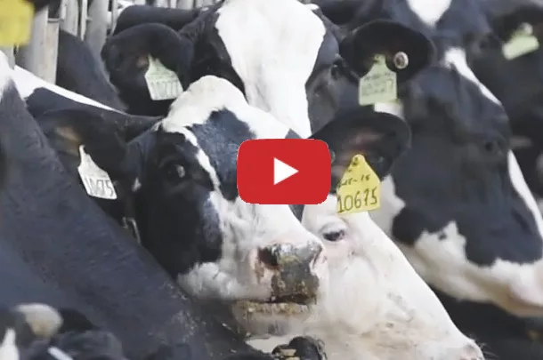 Dairy's Foundation in 2020 award