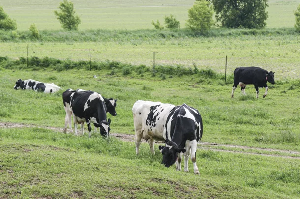 Cows in pasture