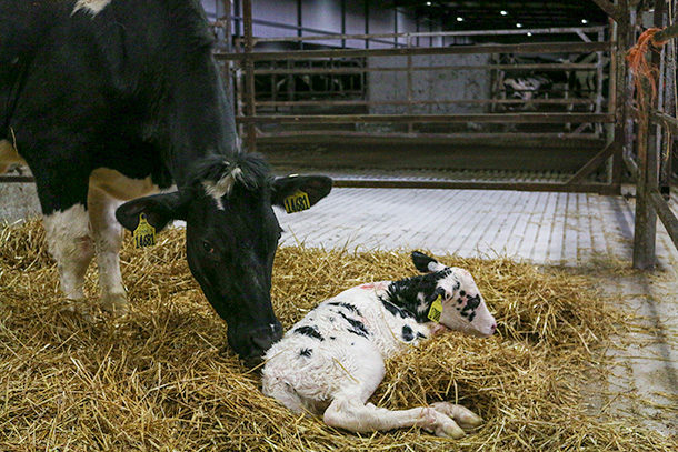 mama cow and newborn calf
