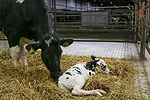 mama cow and newborn calf