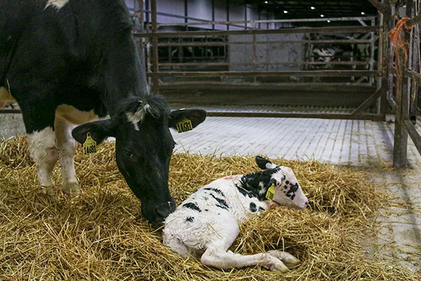 mama cow and newborn calf