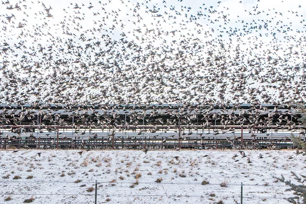 birds on dairy