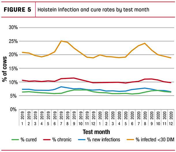 Holstein infection and cure rates by test month