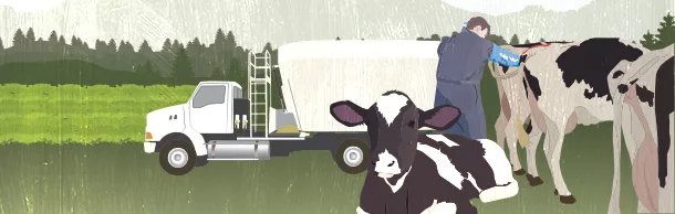 Cow care