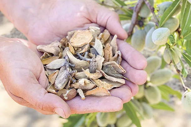 Almond hulls