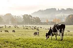 Cows in pasture
