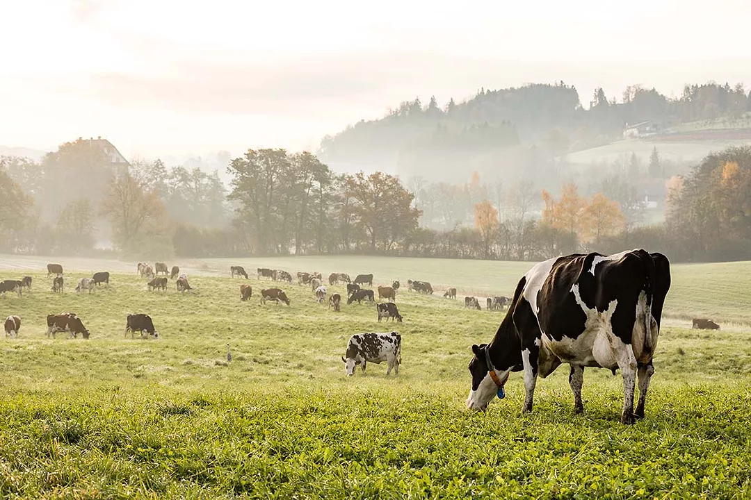 Cows in pasture