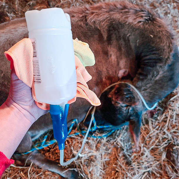 treating sick cow