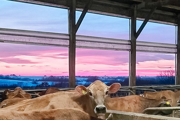 barn cows and sunset