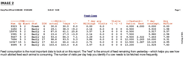 Fresh cows