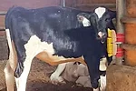 calf with brush