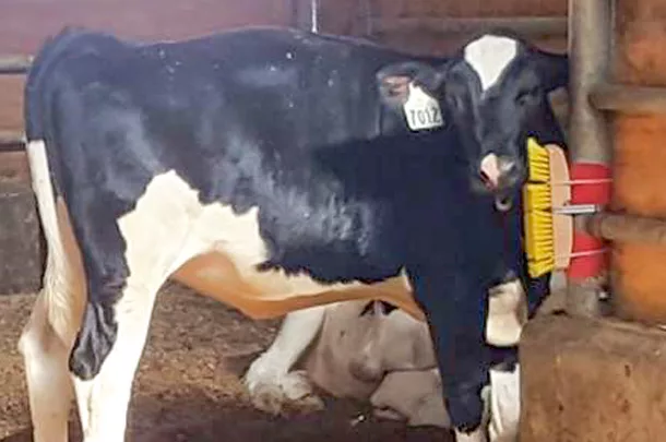 1021PD calf with brush