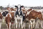 Heifers in a pen