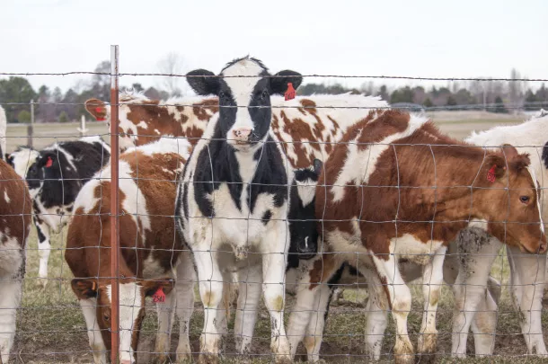 Heifers in a pen
