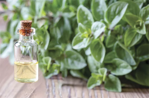 1821PD Oregano
