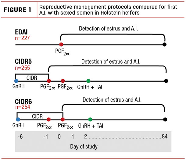 Reproductive management protocals compared for first A.I.