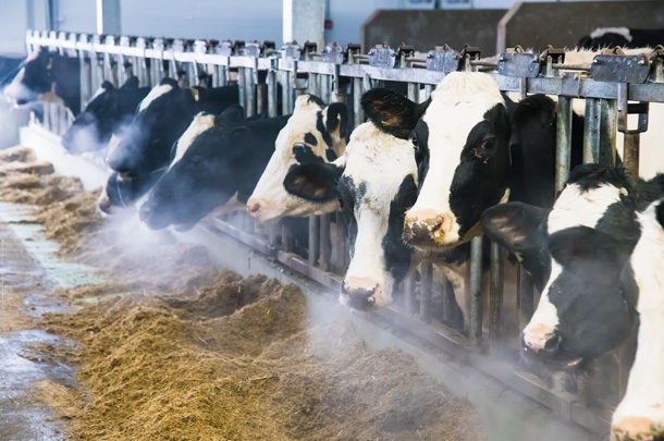 Winter feeding and management: Don't let the cold freeze up your dairy's  progress this winter - Progressive Dairy | Ag Proud