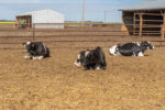 Cows laying down