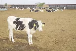 111721-newsletter-heifer.jpg
