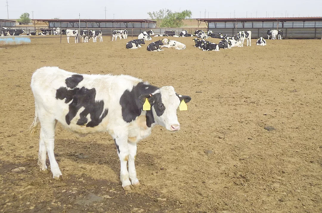 111721-newsletter-heifer.jpg