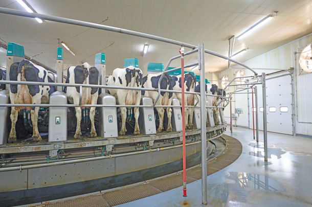 Milking cows